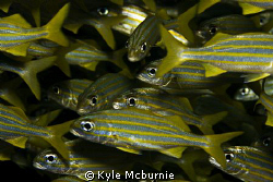 shot in bonaire
canon 40d with 60mm macro lens by Kyle Mcburnie 